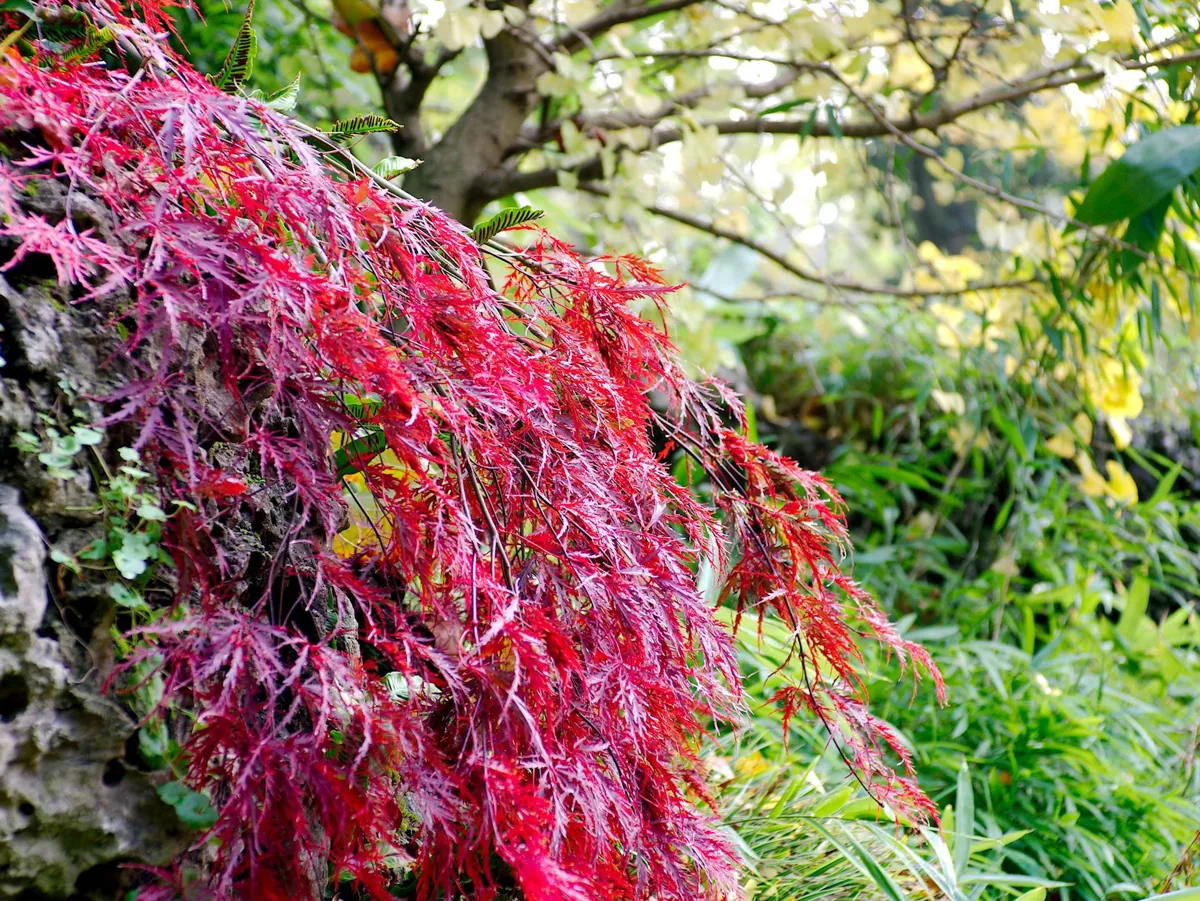 Japanese maple in scarlet autumn color