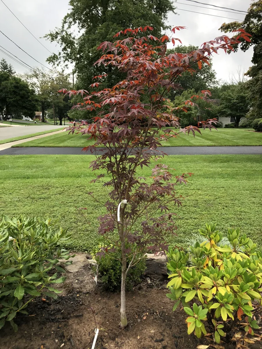 A newly planted Emperor 1 Japanese maple in a front yard bed