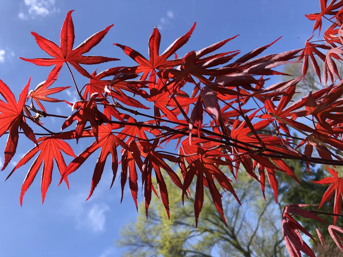 Emperor I Japanese maple leafing out in spring, bright red new leaves