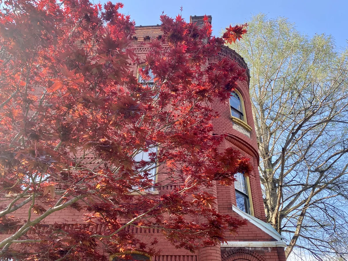Mature upright red Japanese maple in front of a brick house, seen from the street