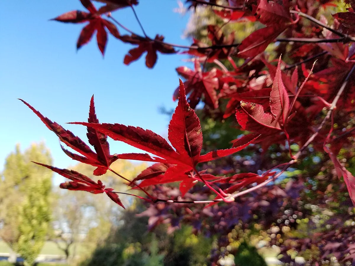 Emperor I leaves in full summer color against a blue sky