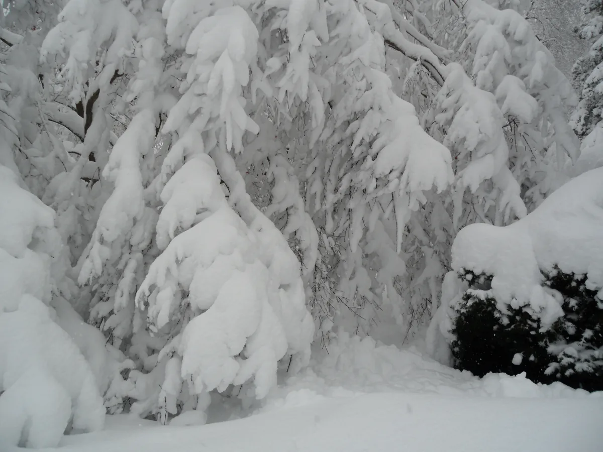 Bare Japanese maple in snow showing the branch structure