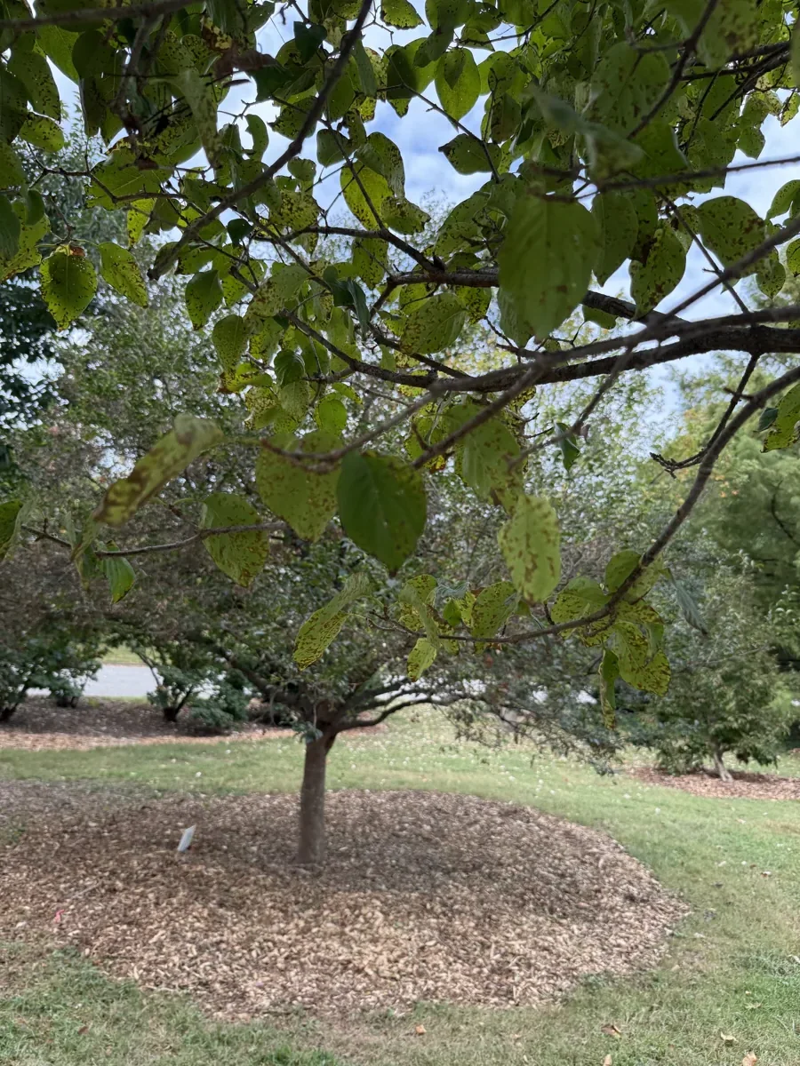 Japanese tree lilac in fall, leaves still green