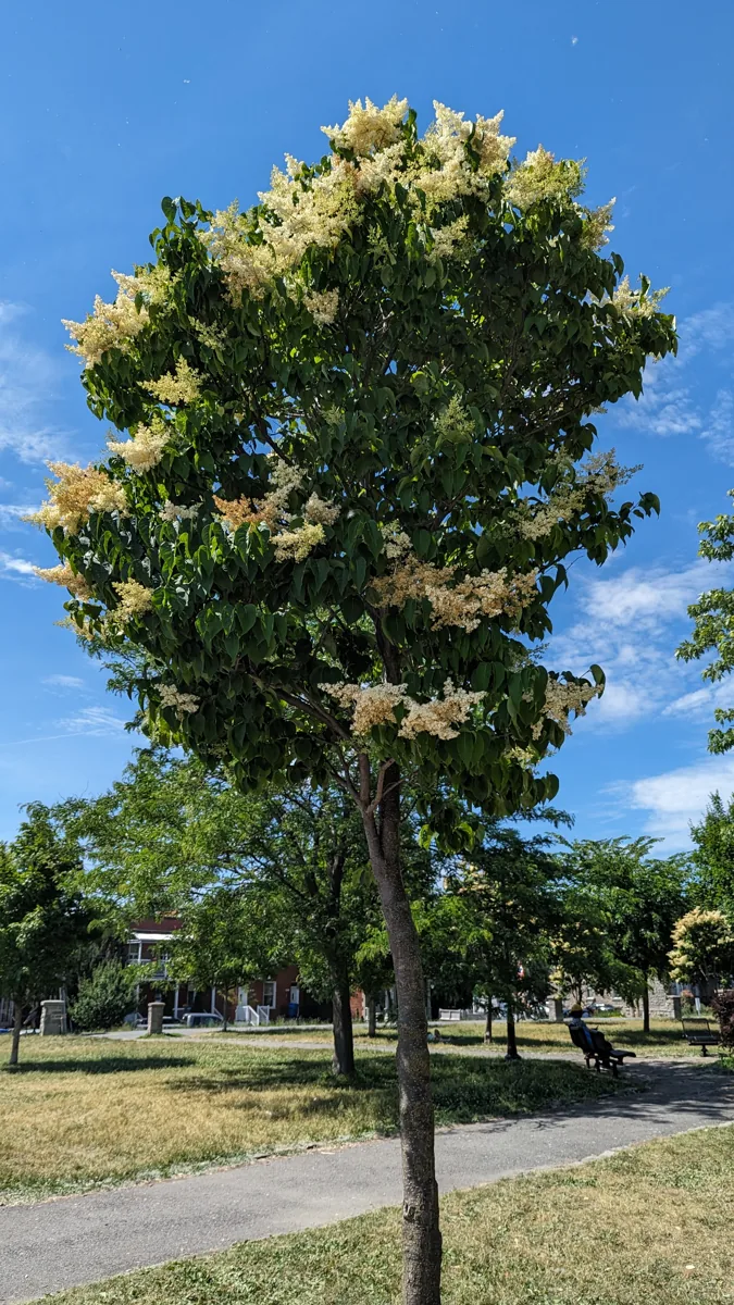 Whole Japanese tree lilac in full bloom on a lawn
