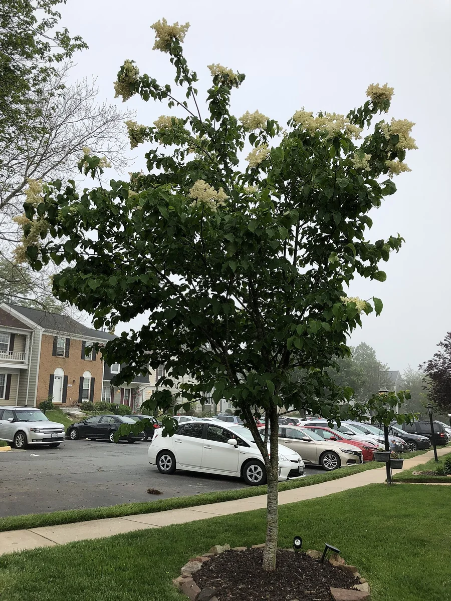 A recently planted Japanese tree lilac with a thin trunk and mulch ring, already blooming