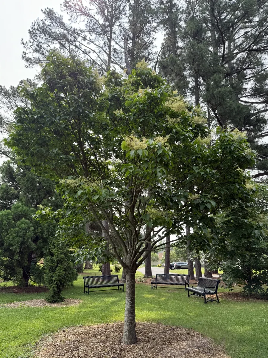 Japanese tree lilac summer habit