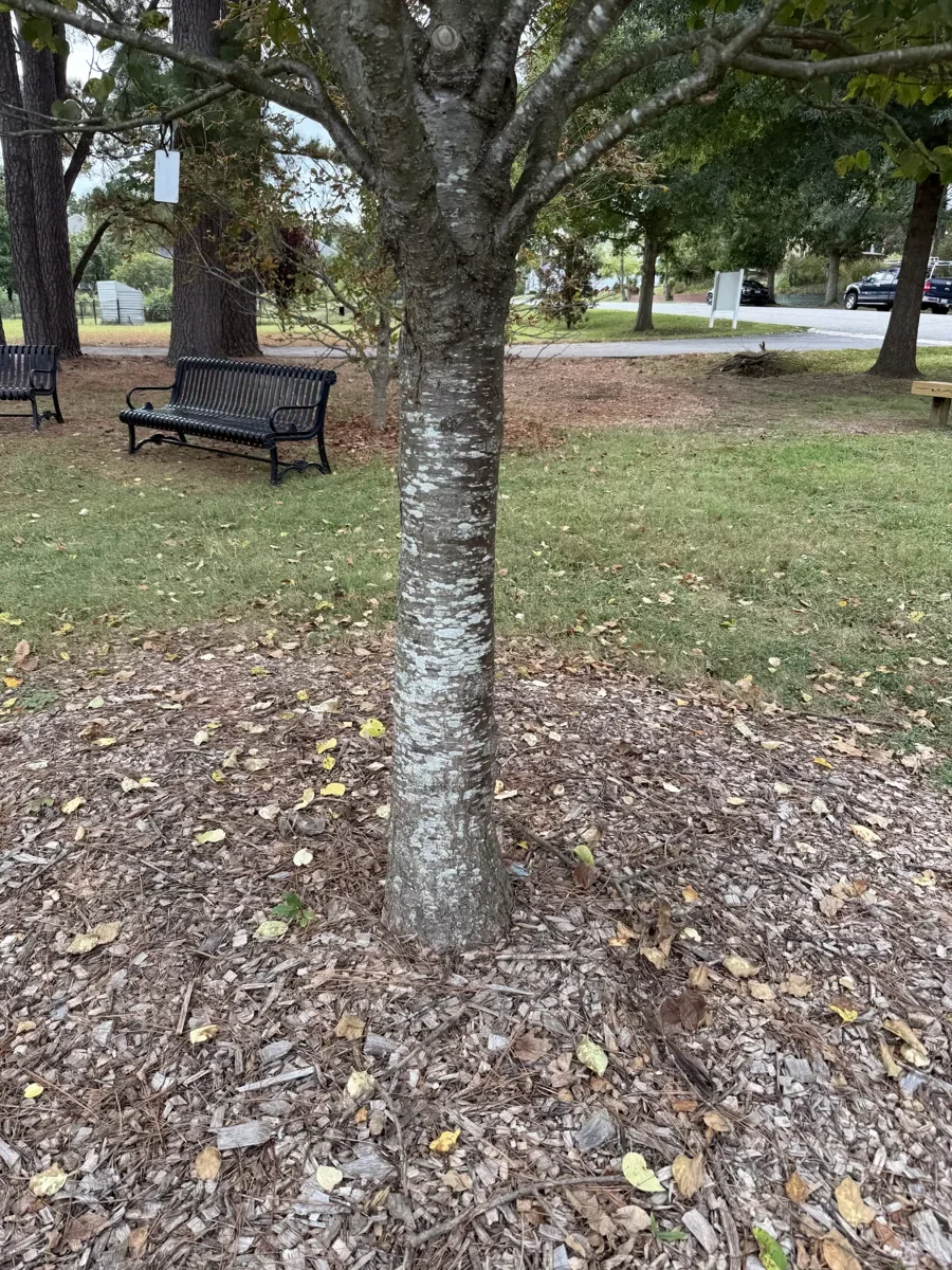 Japanese tree lilac bark, cherry-like with lenticels