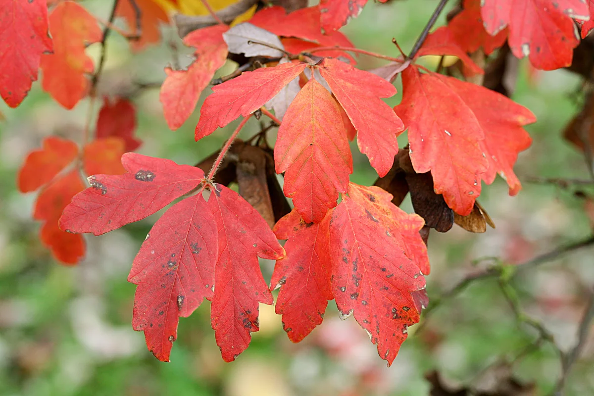 Paperbark maple turning russet and scarlet in autumn