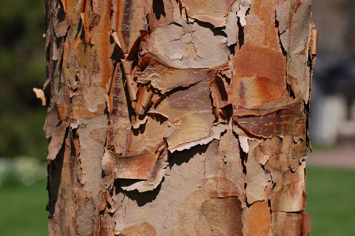 Close view of cinnamon-colored bark peeling in papery curls