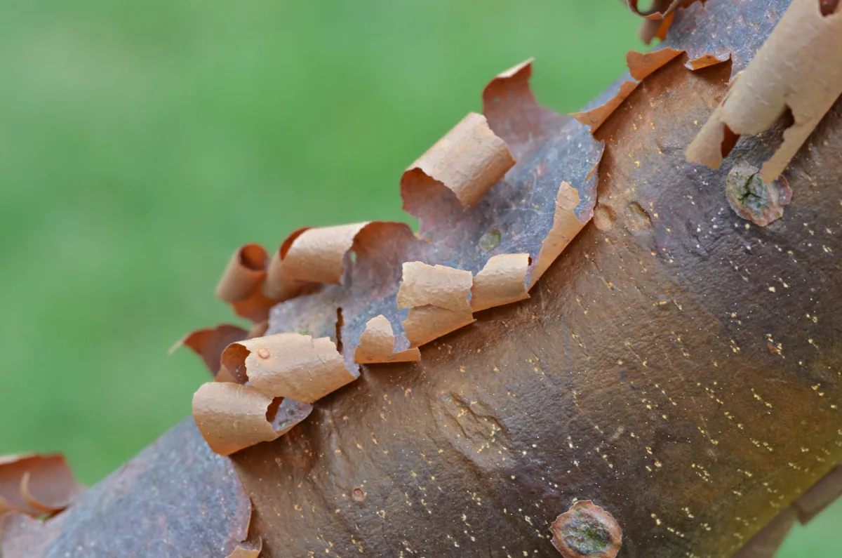 Branch of a paperbark maple showing curling copper bark
