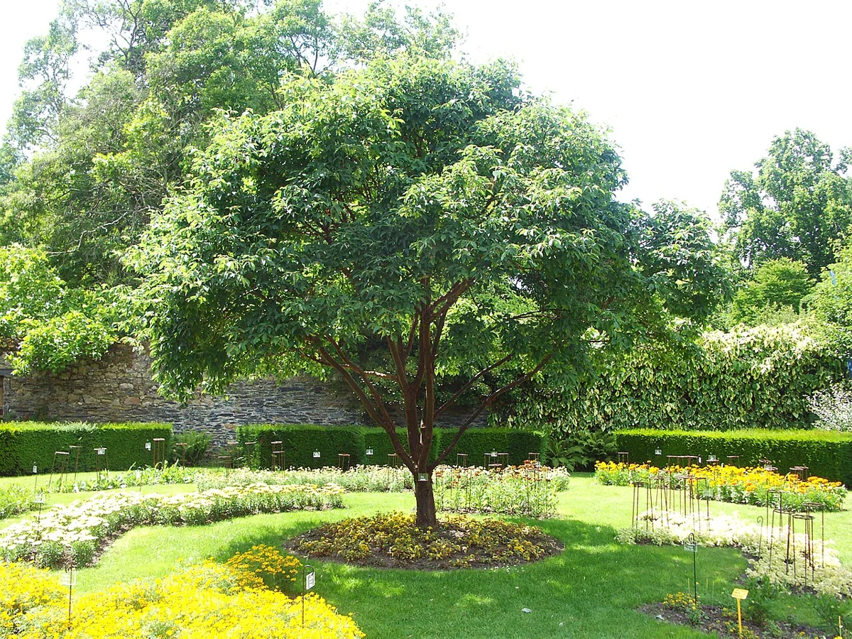 Mature paperbark maple in full summer leaf, a broad rounded crown on a single trunk in a garden