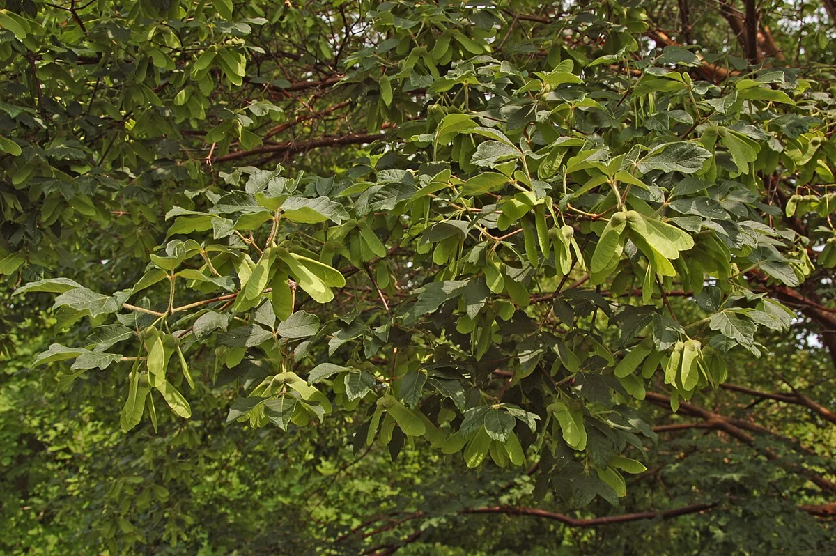 Paperbark maple in summer leaf — small three-part blue-green leaves