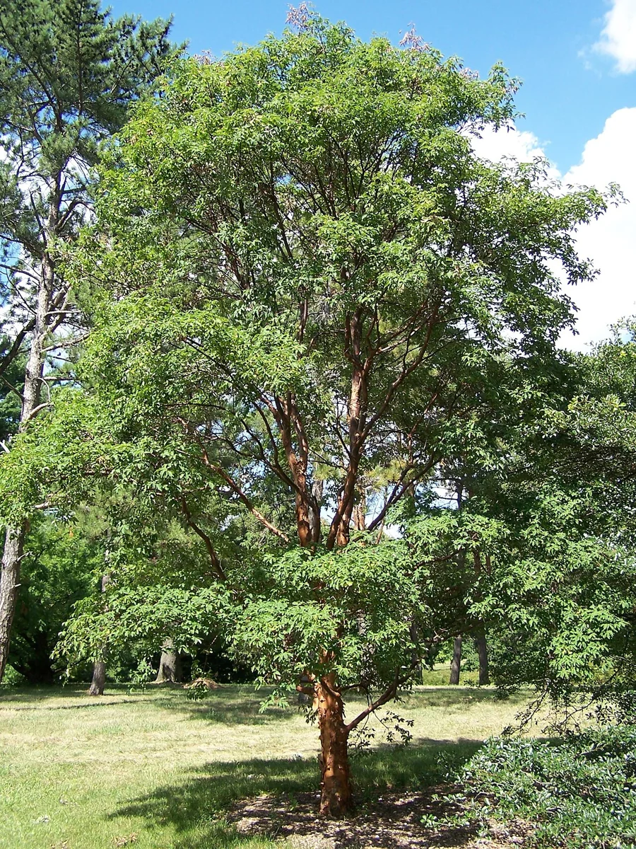 Whole paperbark maple in leaf at the Morton Arboretum, upright oval crown