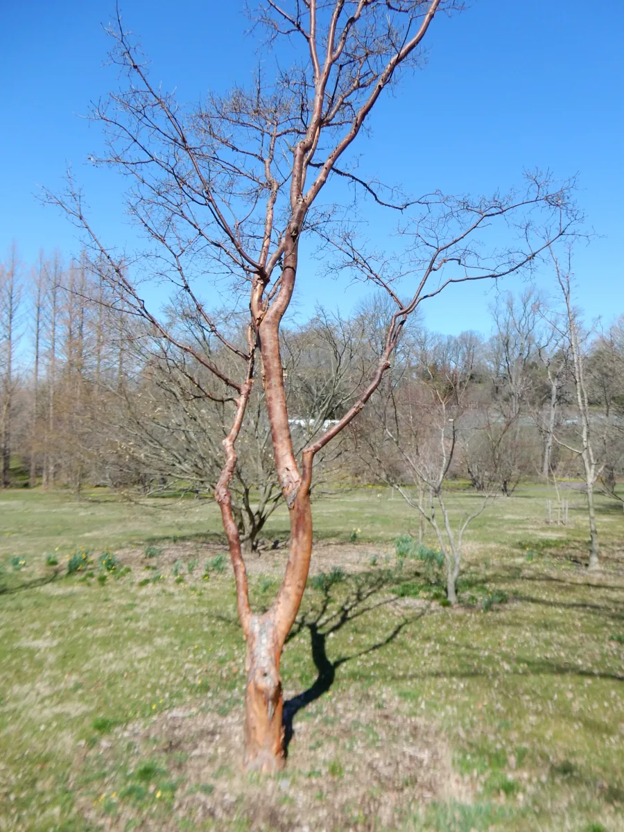 Whole paperbark maple showing its upright oval form and cinnamon trunk, leafless
