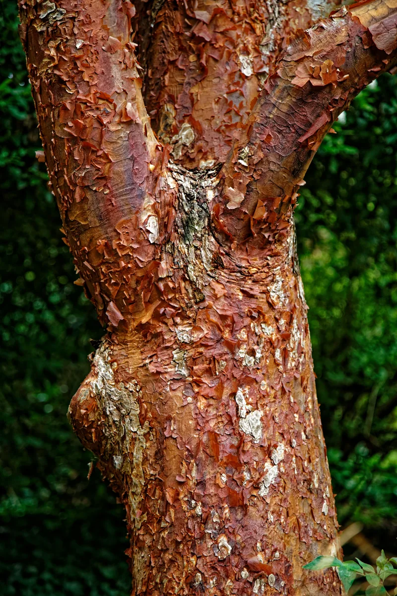 Paperbark maple in summer leaf