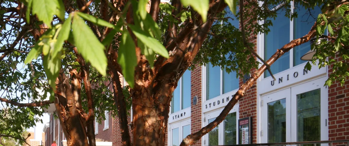 Mature paperbark maple growing as a specimen tree on a lawn