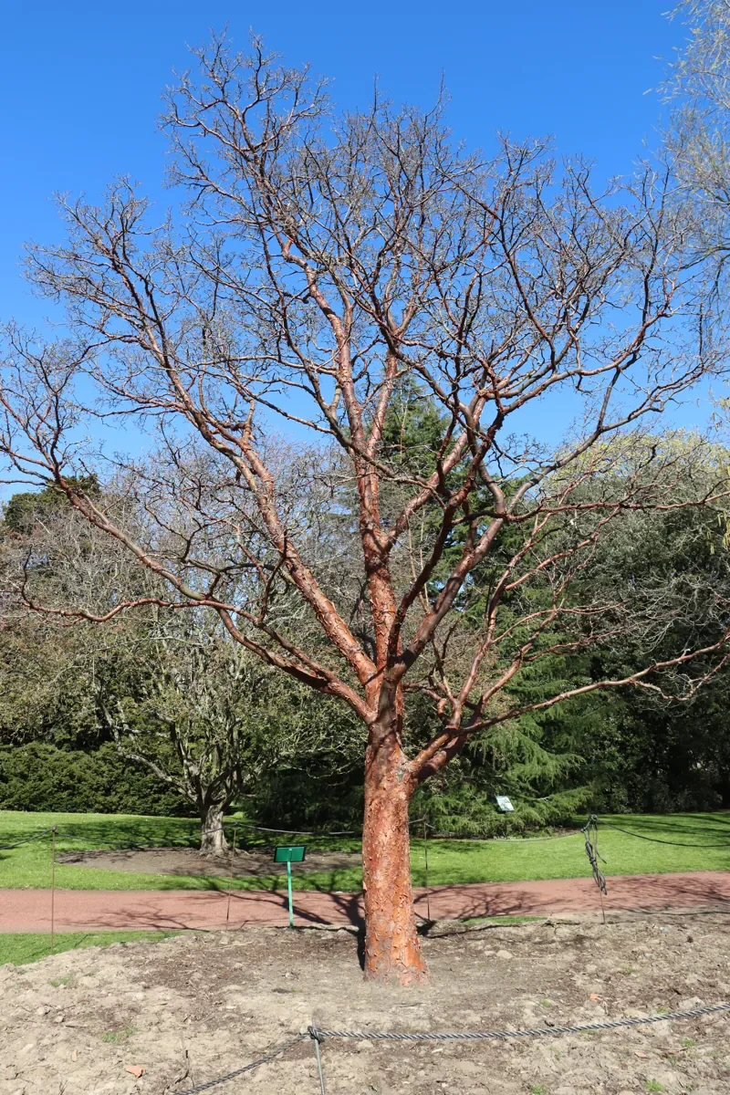 Paperbark maple in winter, peeling bark against bare branches