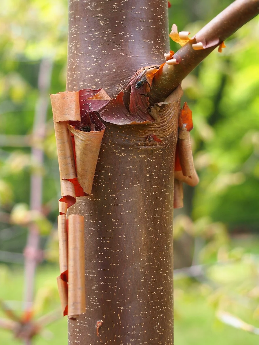 Young paperbark maple trunk about two inches across, smooth cinnamon bark just beginning to peel